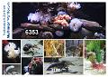6353 Multimar Aquarien 2016